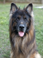 vom Trojangold, hodowla Owczarków Niemieckich Długowłosych