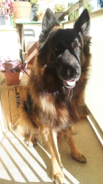 vom Trojangold, hodowla Owczarków Niemieckich Długowłosych