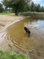 vom Trojangold, hodowla Owczarków Niemieckich Długowłosych
