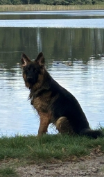 vom Trojangold, hodowla Owczarków Niemieckich Długowłosych