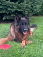vom Trojangold, hodowla Owczarków Niemieckich Długowłosych