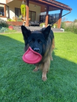 vom Trojangold, hodowla Owczarków Niemieckich Długowłosych