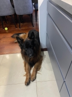 vom Trojangold, hodowla Owczarków Niemieckich Długowłosych