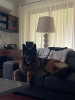 vom Trojangold, hodowla Owczarków Niemieckich Długowłosych