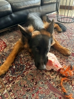 vom Trojangold, hodowla Owczarków Niemieckich Długowłosych