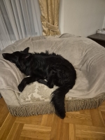 vom Trojangold, hodowla Owczarków Niemieckich Długowłosych