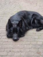 vom Trojangold, hodowla Owczarków Niemieckich Długowłosych