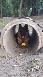 vom Trojangold, hodowla Owczarków Niemieckich Długowłosych