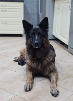 vom Trojangold, hodowla Owczarków Niemieckich Długowłosych