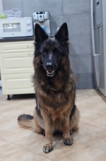 vom Trojangold, hodowla Owczarków Niemieckich Długowłosych