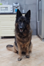 vom Trojangold, hodowla Owczarków Niemieckich Długowłosych