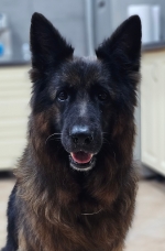 vom Trojangold, hodowla Owczarków Niemieckich Długowłosych