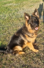 vom Trojangold, hodowla Owczarków Niemieckich Długowłosych