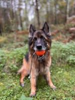 vom Trojangold, hodowla Owczarków Niemieckich Długowłosych