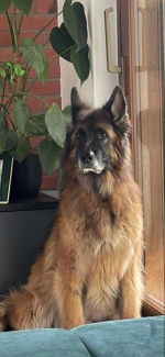 vom Trojangold, hodowla Owczarków Niemieckich Długowłosych