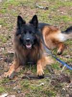 vom Trojangold, hodowla Owczarków Niemieckich Długowłosych