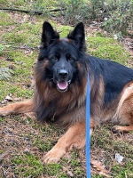 vom Trojangold, hodowla Owczarków Niemieckich Długowłosych