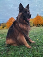 vom Trojangold, hodowla Owczarków Niemieckich Długowłosych