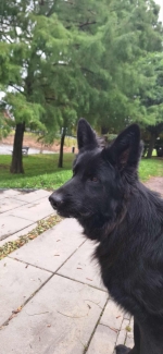 vom Trojangold, hodowla Owczarków Niemieckich Długowłosych