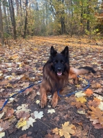 vom Trojangold, hodowla Owczarków Niemieckich Długowłosych