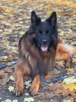 vom Trojangold, hodowla Owczarków Niemieckich Długowłosych