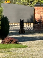 vom Trojangold, hodowla Owczarków Niemieckich Długowłosych