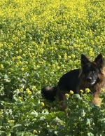 vom Trojangold, hodowla Owczarków Niemieckich Długowłosych