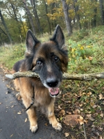 vom Trojangold, hodowla Owczarków Niemieckich Długowłosych