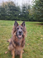 vom Trojangold, hodowla Owczarków Niemieckich Długowłosych