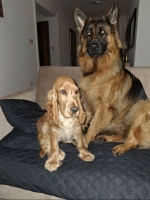 vom Trojangold, hodowla Owczarków Niemieckich Długowłosych