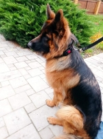 vom Trojangold, hodowla Owczarków Niemieckich Długowłosych