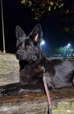 vom Trojangold, hodowla Owczarków Niemieckich Długowłosych