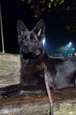 vom Trojangold, hodowla Owczarków Niemieckich Długowłosych