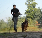 vom Trojangold, hodowla Owczarków Niemieckich Długowłosych