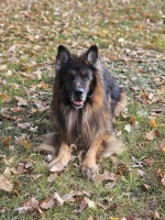 vom Trojangold, hodowla Owczarków Niemieckich Długowłosych