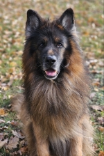 vom Trojangold, hodowla Owczarków Niemieckich Długowłosych