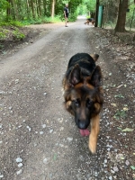 vom Trojangold, hodowla Owczarków Niemieckich Długowłosych