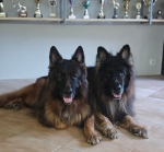 vom Trojangold, hodowla Owczarków Niemieckich Długowłosych