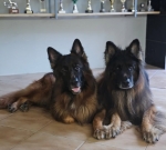 vom Trojangold, hodowla Owczarków Niemieckich Długowłosych