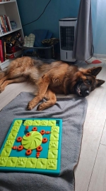 vom Trojangold, hodowla Owczarków Niemieckich Długowłosych