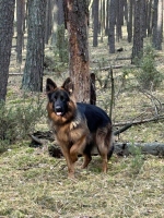 vom Trojangold, hodowla Owczarków Niemieckich Długowłosych