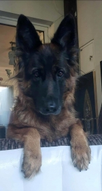 vom Trojangold, hodowla Owczarków Niemieckich Długowłosych