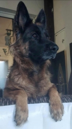 vom Trojangold, hodowla Owczarków Niemieckich Długowłosych