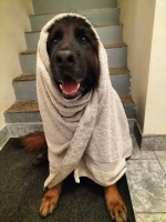 vom Trojangold, hodowla Owczarków Niemieckich Długowłosych