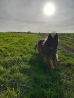 vom Trojangold, hodowla Owczarków Niemieckich Długowłosych