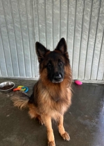 vom Trojangold, hodowla Owczarków Niemieckich Długowłosych