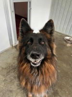 vom Trojangold, hodowla Owczarków Niemieckich Długowłosych