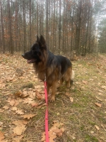 vom Trojangold, hodowla Owczarków Niemieckich Długowłosych