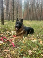 vom Trojangold, hodowla Owczarków Niemieckich Długowłosych