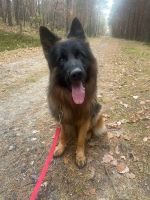 vom Trojangold, hodowla Owczarków Niemieckich Długowłosych